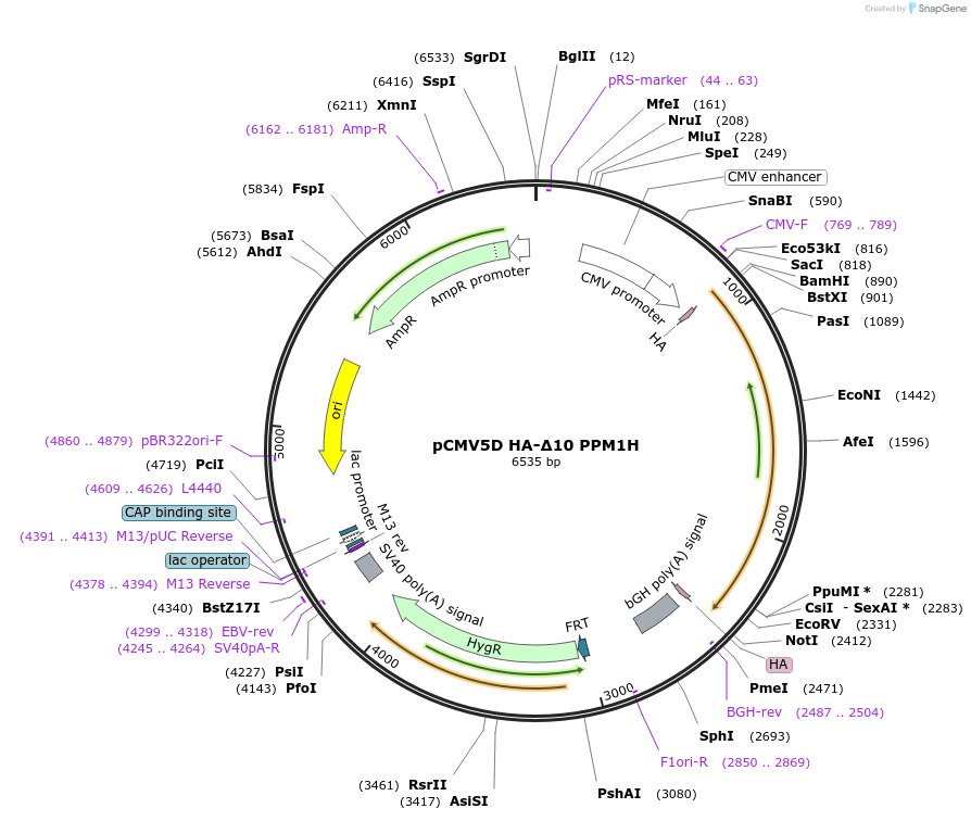 207335-plasmid-map-sequence-id-412893