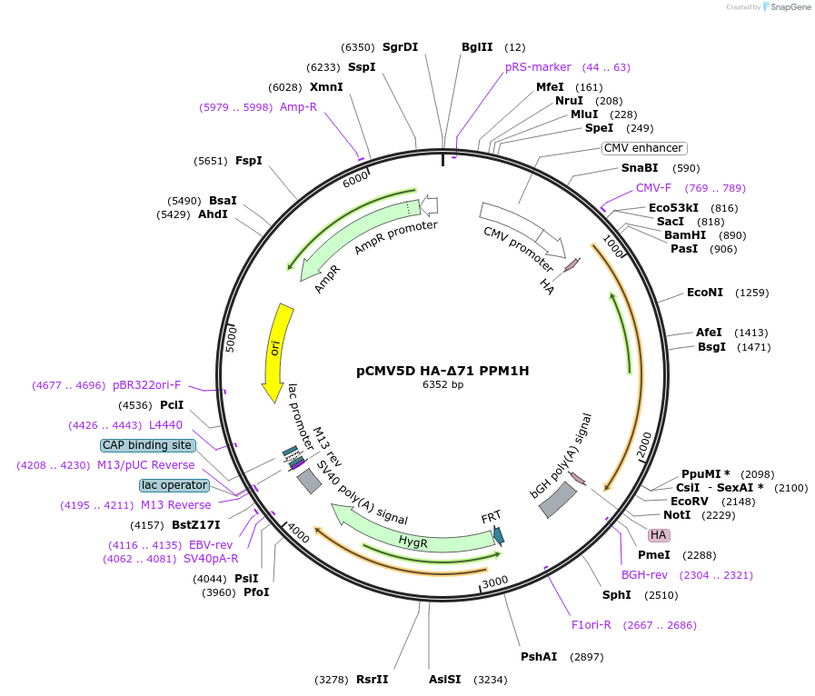 207340-plasmid-map-sequence-id-412899
