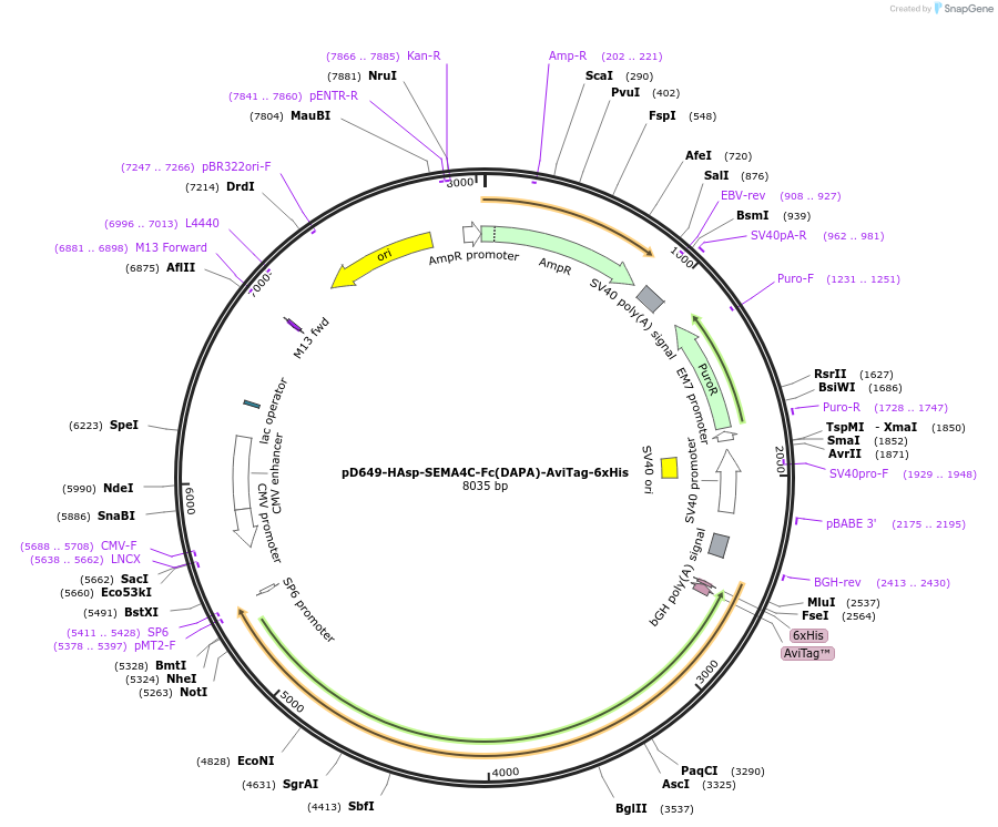 156935-plasmid-map-sequence-id-412904