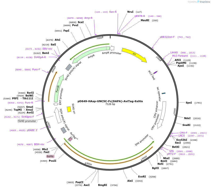 156779-plasmid-map-sequence-id-412908