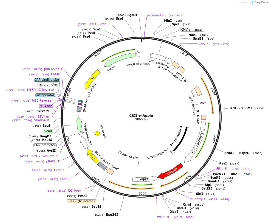207350-plasmid-map-sequence-id-412915