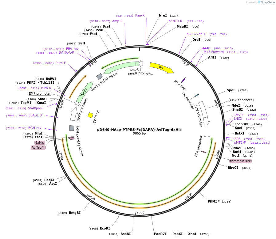 157038-plasmid-map-sequence-id-412917