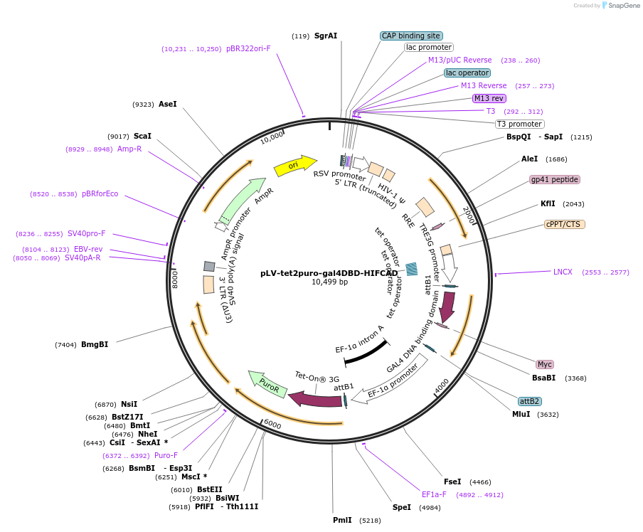 207173-plasmid-map-sequence-id-412947