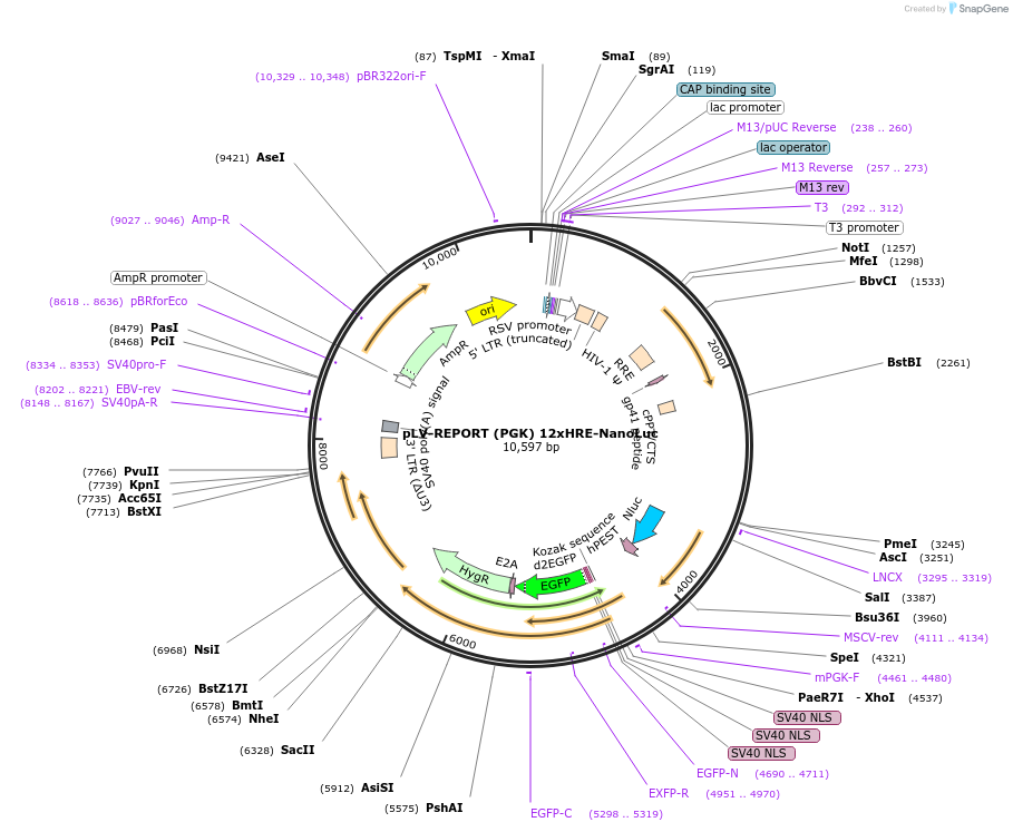208575-plasmid-map-sequence-id-412949