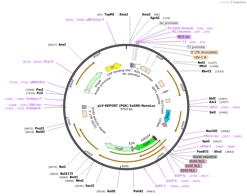 207170-plasmid-map-sequence-id-412951