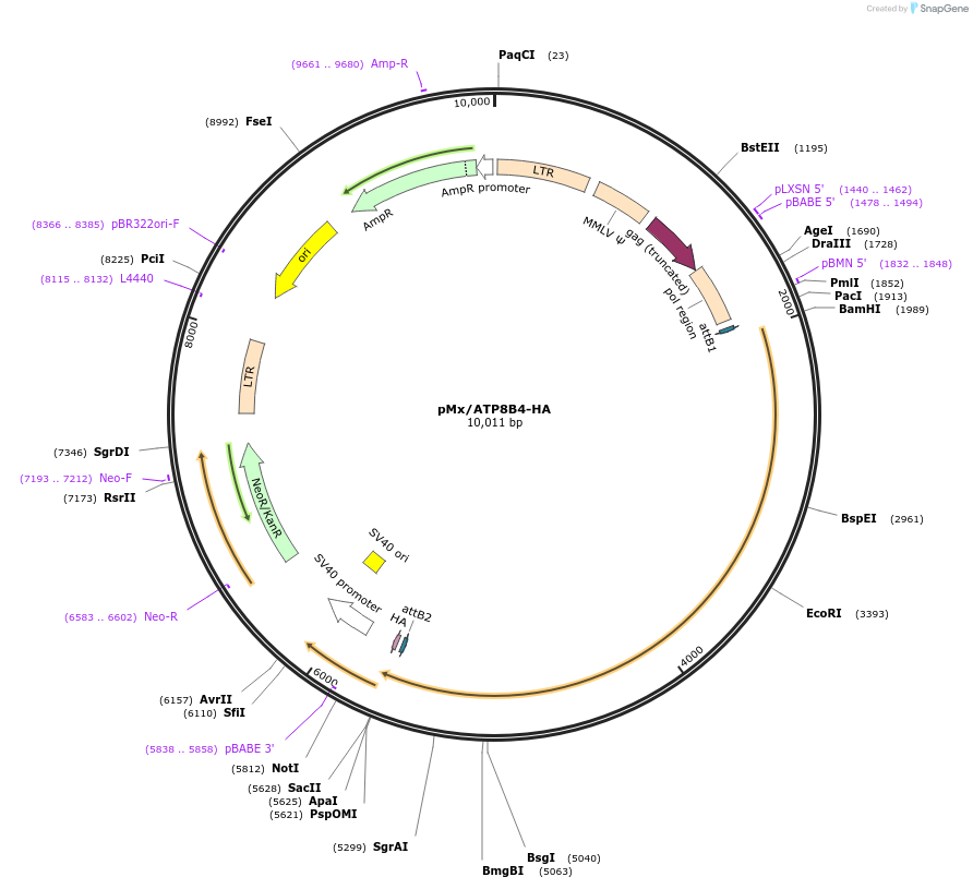 209229-plasmid-map-sequence-id-413001