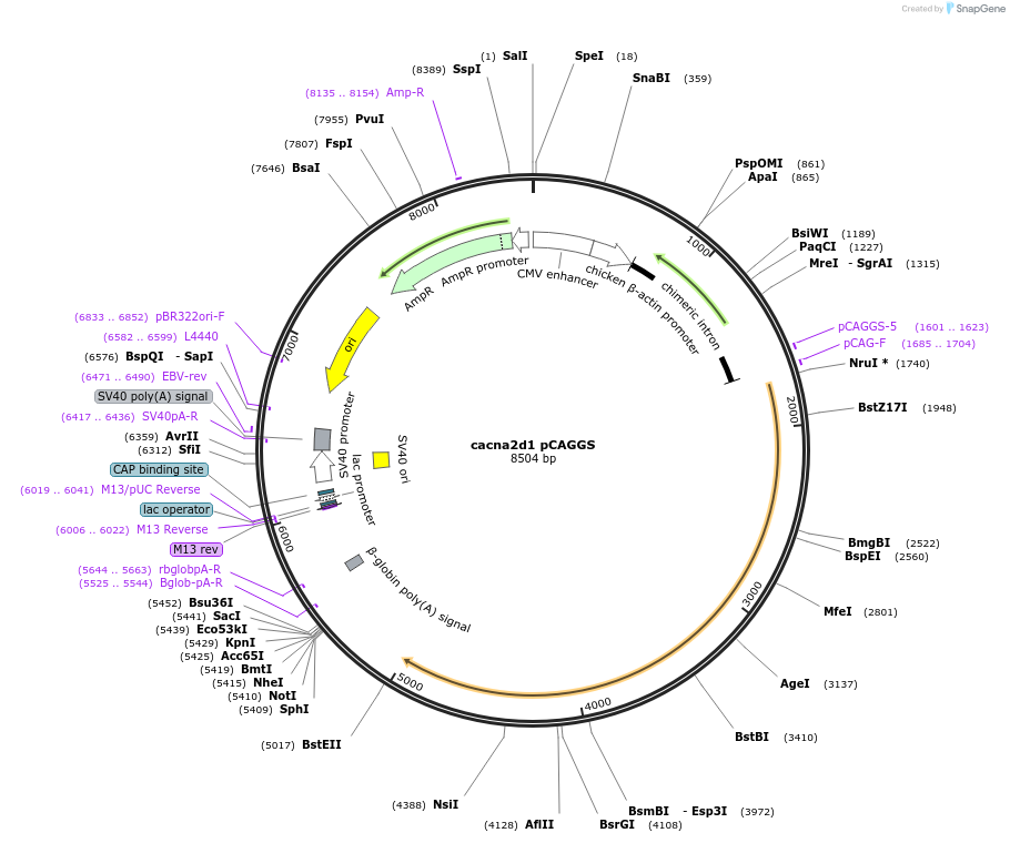 206104-plasmid-map-sequence-id-413011