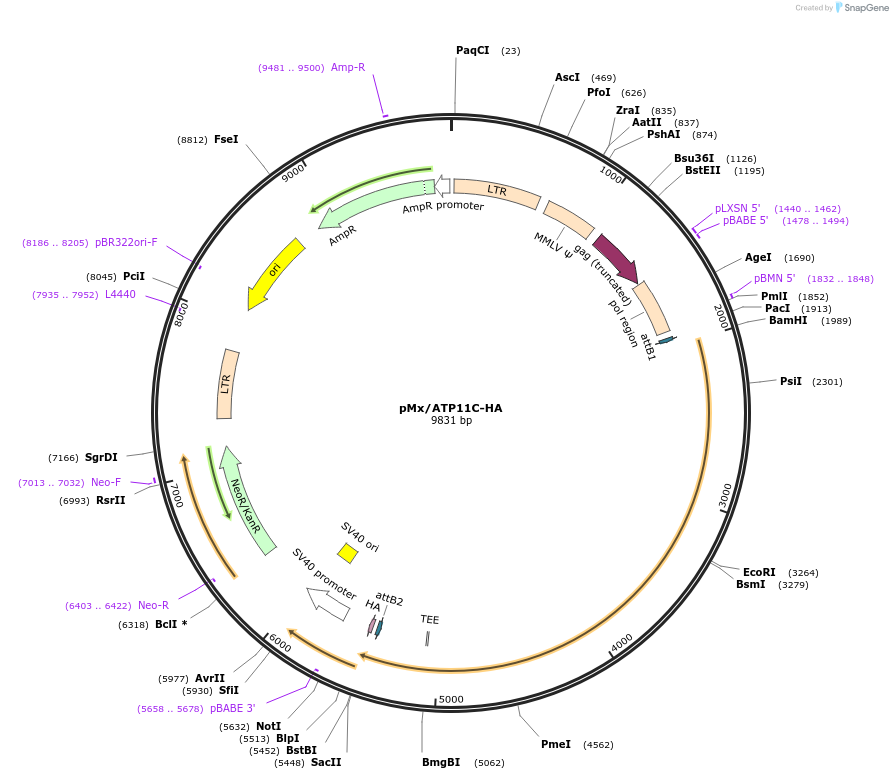 209237-plasmid-map-sequence-id-413012