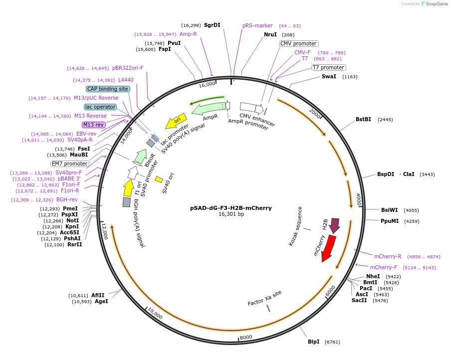 206007-plasmid-map-sequence-id-413013