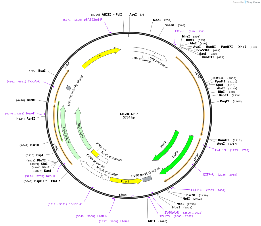 208919-plasmid-map-sequence-id-413040