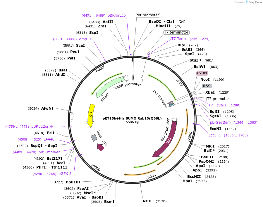 207342-plasmid-map-sequence-id-413041