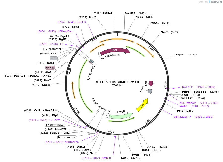 207333-plasmid-map-sequence-id-413046