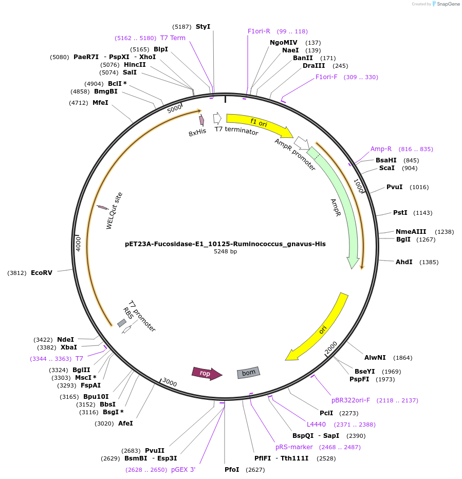 207665-plasmid-map-sequence-id-413051