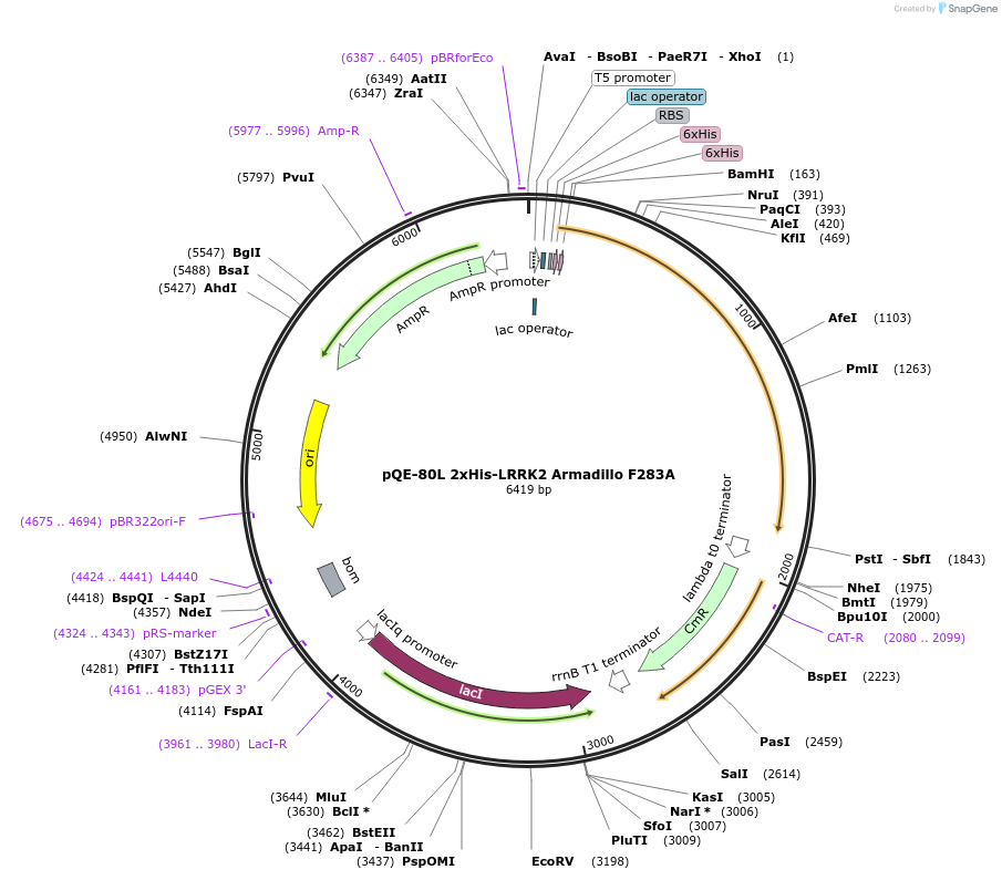207348-plasmid-map-sequence-id-413057