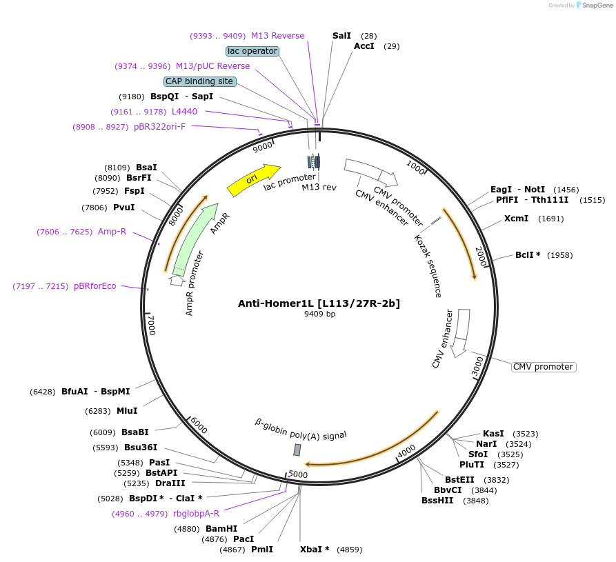 206637-plasmid-map-sequence-id-413064