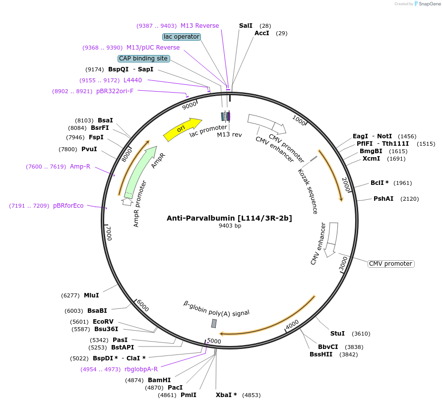206638-plasmid-map-sequence-id-413065