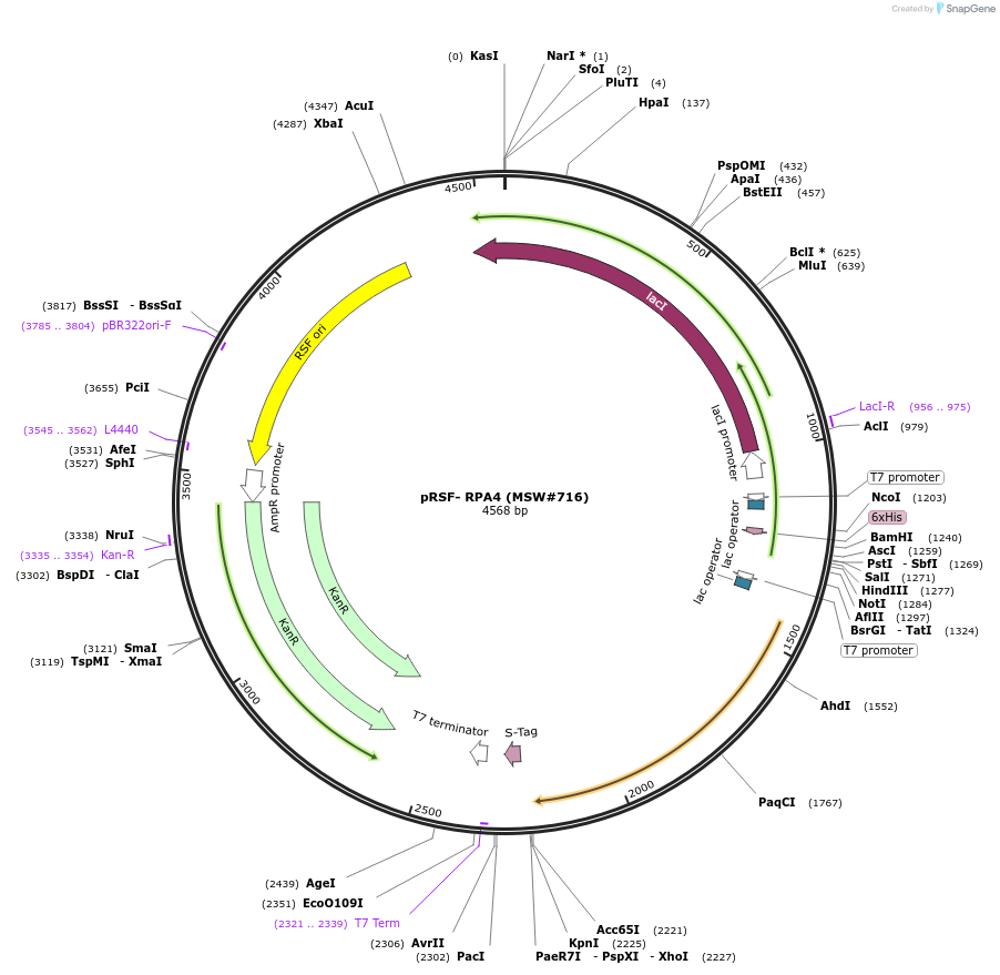 208077-plasmid-map-sequence-id-413082
