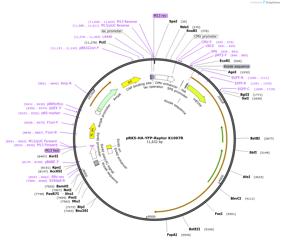204417-plasmid-map-sequence-id-413113