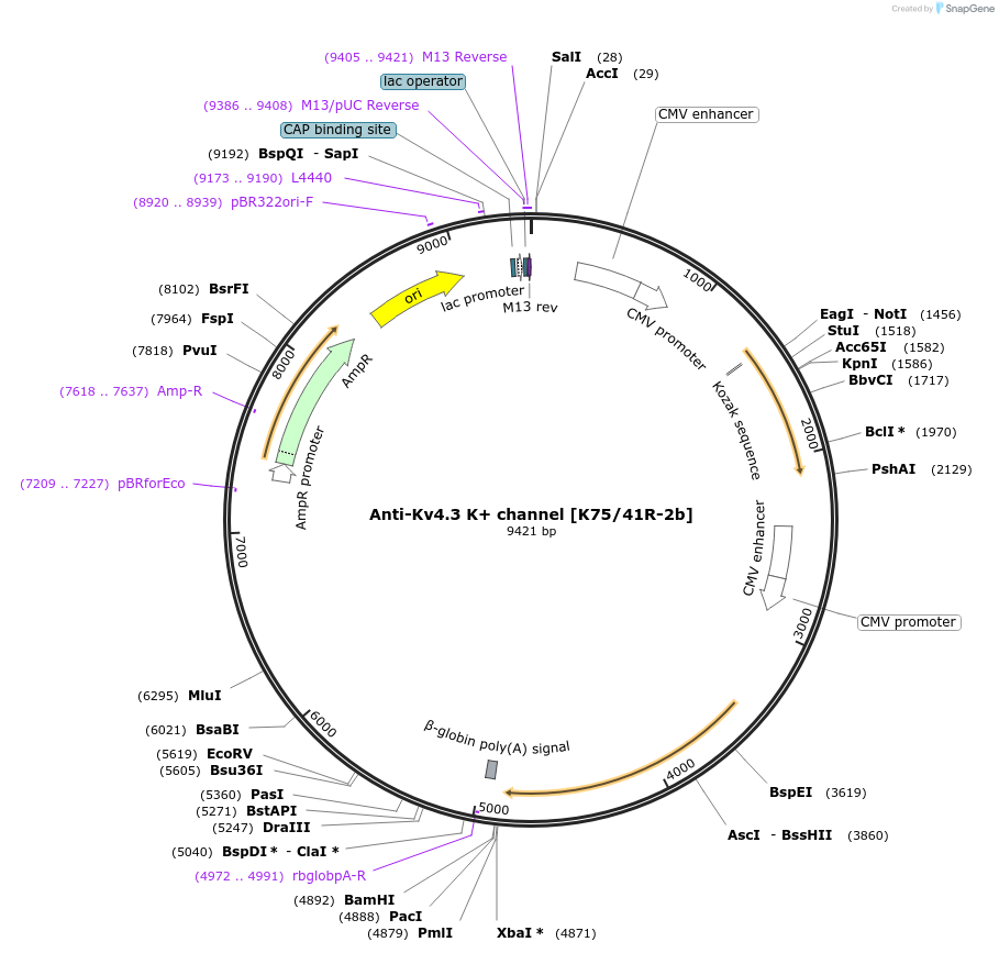 206631-plasmid-map-sequence-id-413120