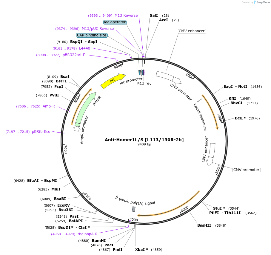 206636-plasmid-map-sequence-id-413129