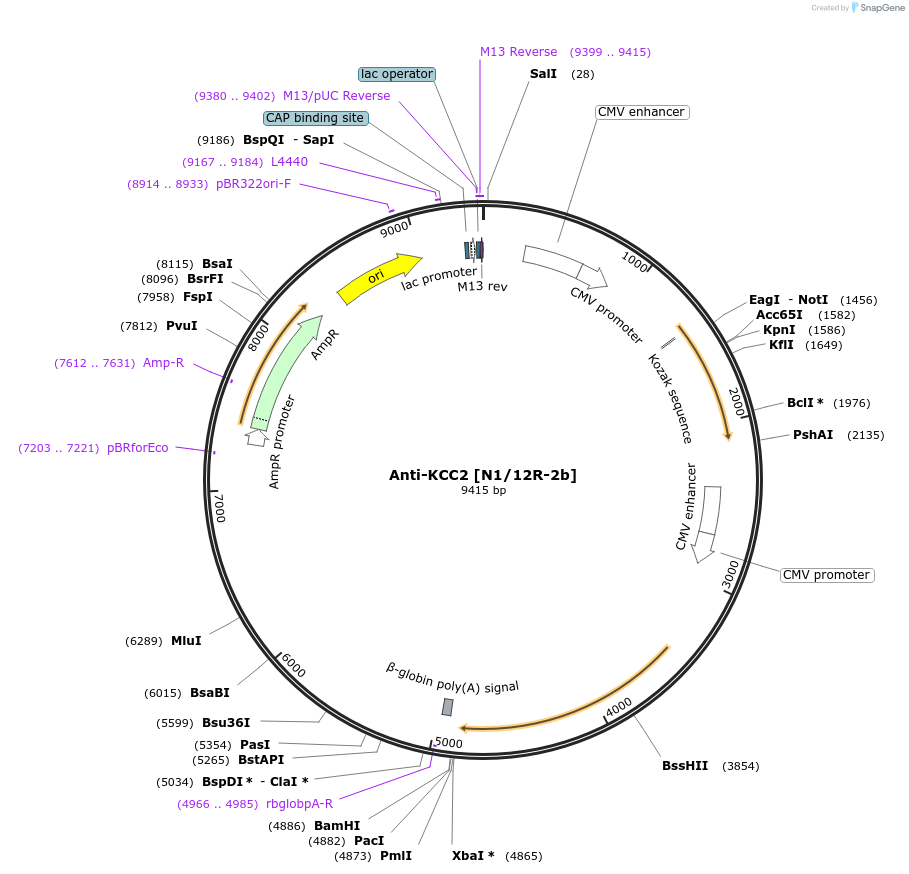 206650-plasmid-map-sequence-id-413131