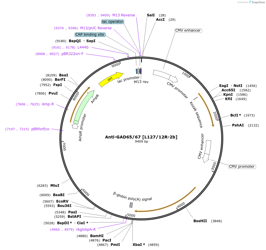 206643-plasmid-map-sequence-id-413135