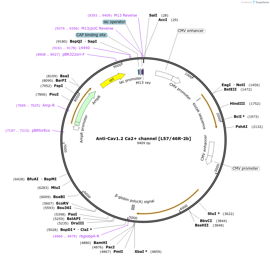 206646-plasmid-map-sequence-id-413139