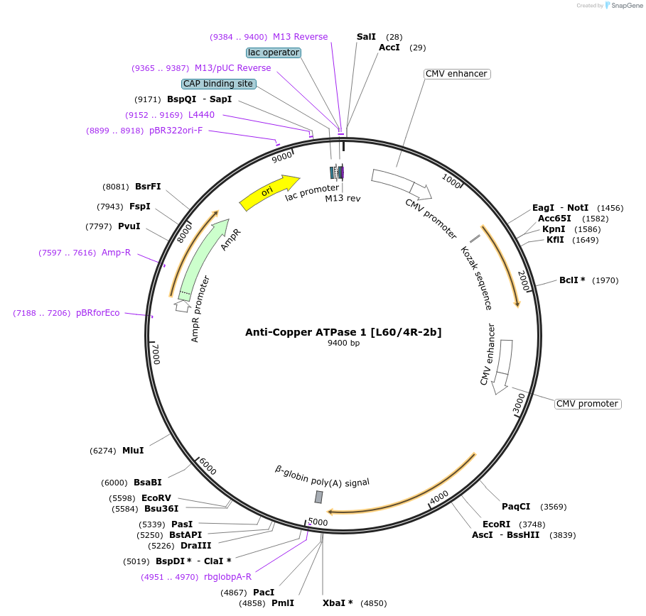 206647-plasmid-map-sequence-id-413140
