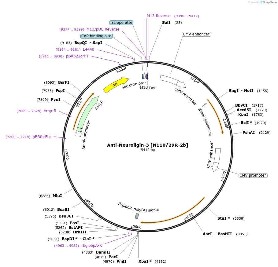 206652-plasmid-map-sequence-id-413143