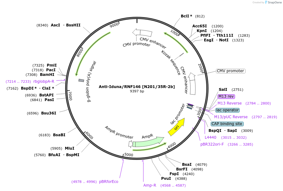 206663-plasmid-map-sequence-id-413144