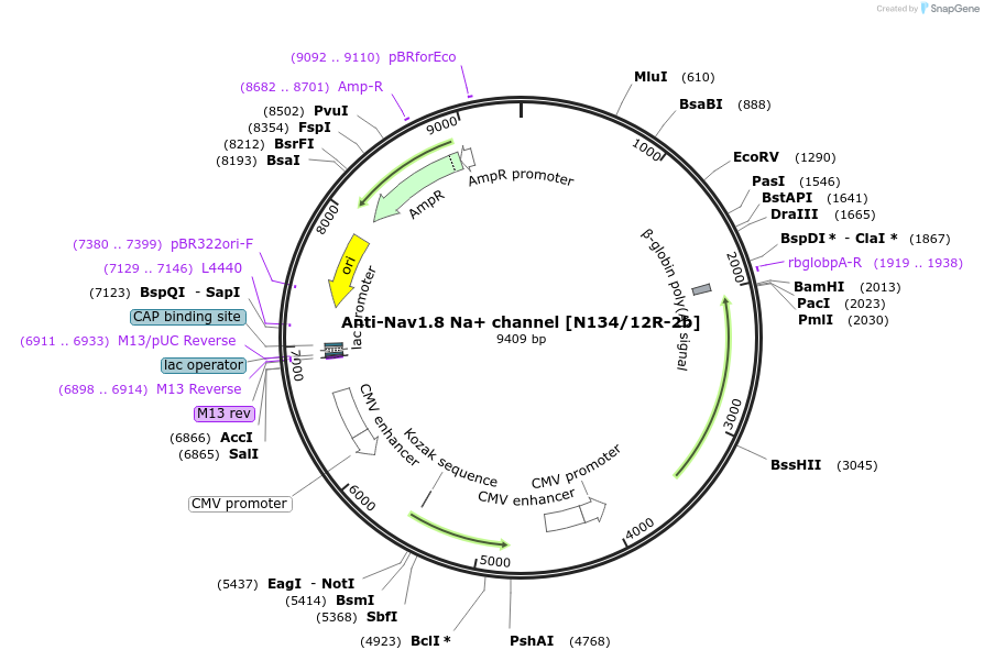 206655-plasmid-map-sequence-id-413146