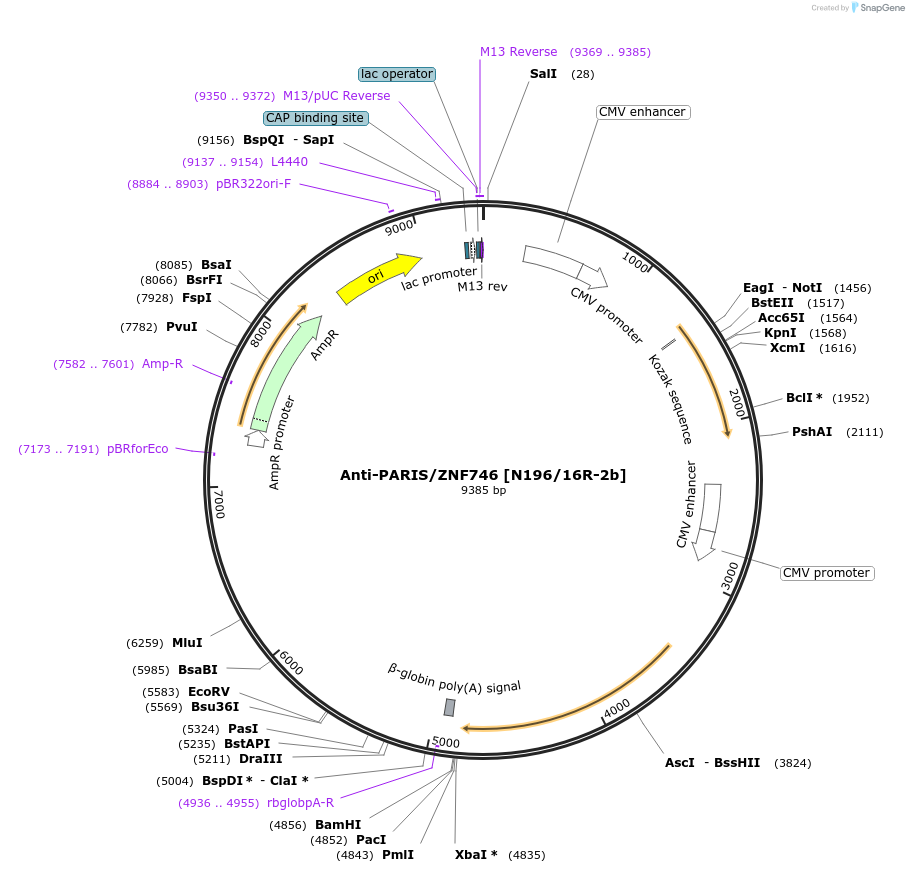206662-plasmid-map-sequence-id-413165