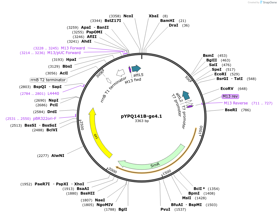 205144-plasmid-map-sequence-id-413166