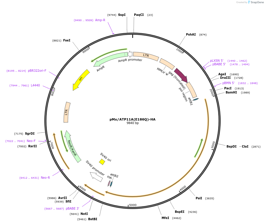 209261-plasmid-map-sequence-id-413168