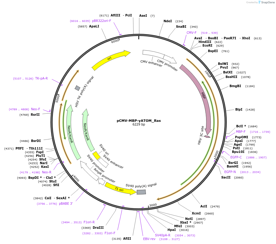 209709-plasmid-map-sequence-id-413169