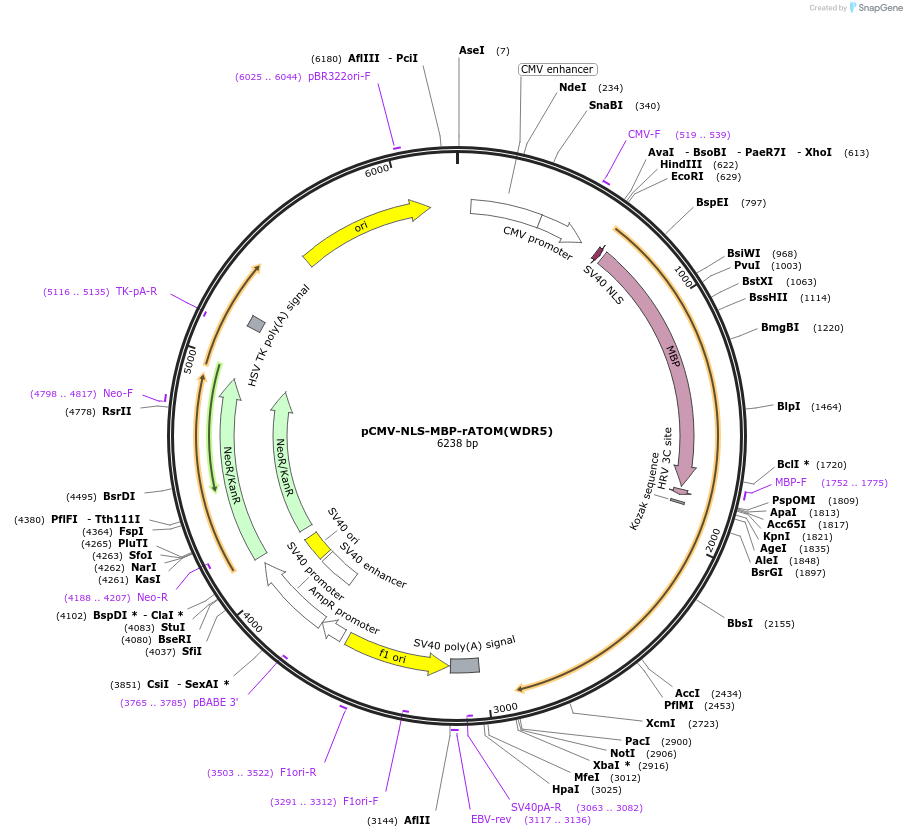 209710-plasmid-map-sequence-id-413171