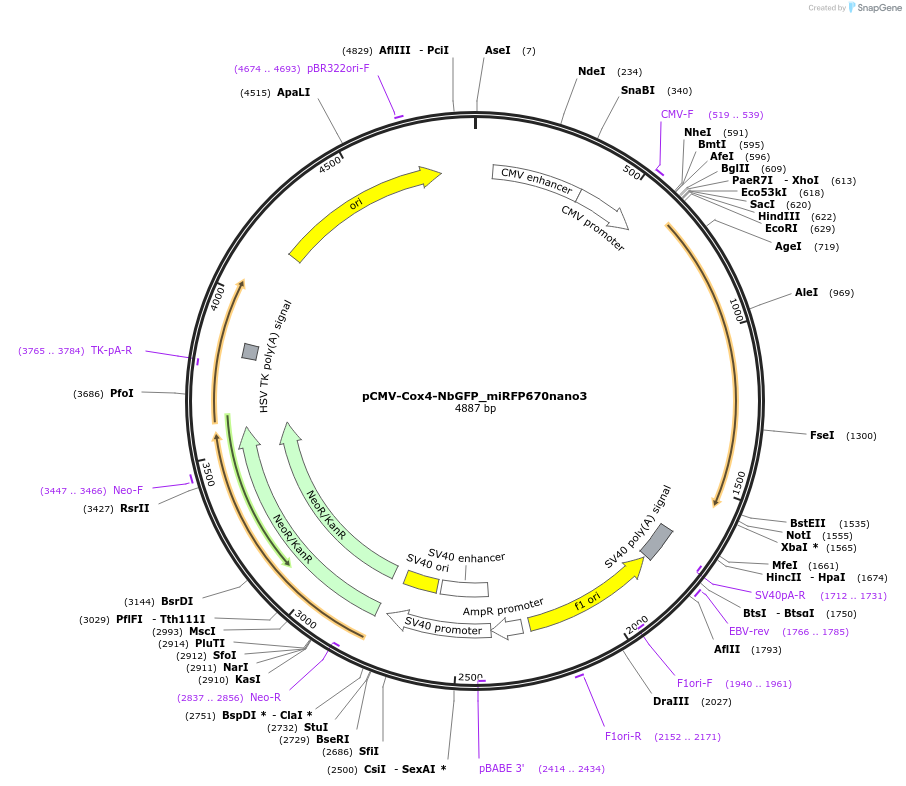 209719-plasmid-map-sequence-id-413173
