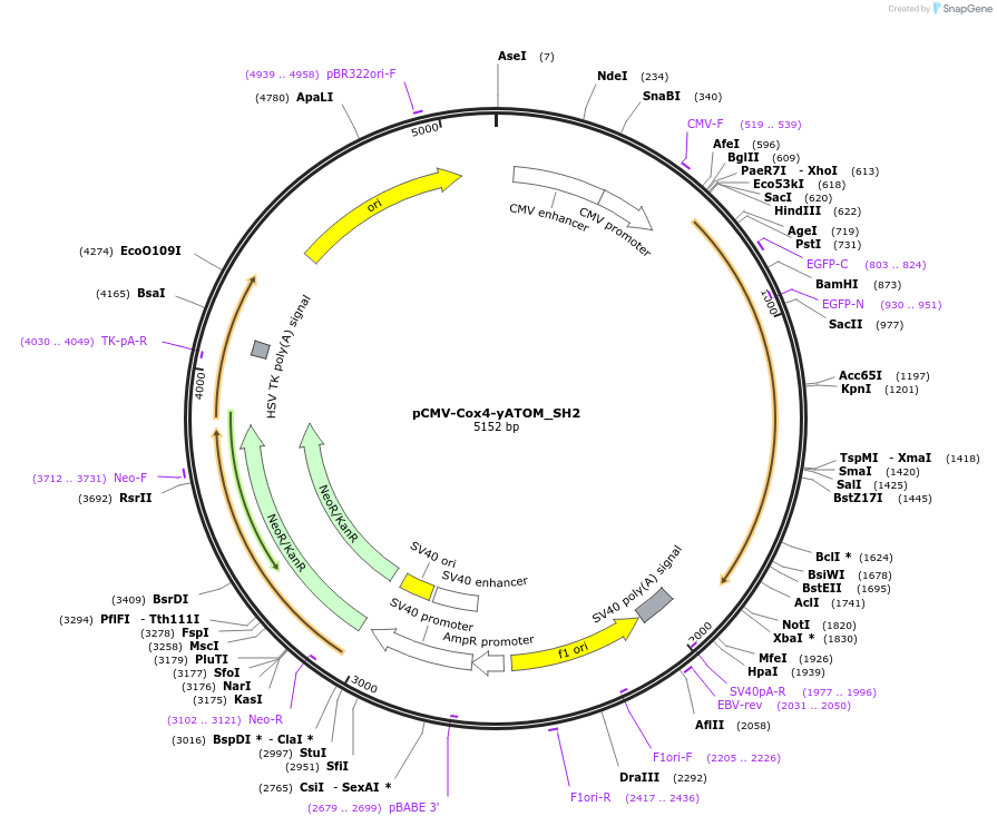 209715-plasmid-map-sequence-id-413174