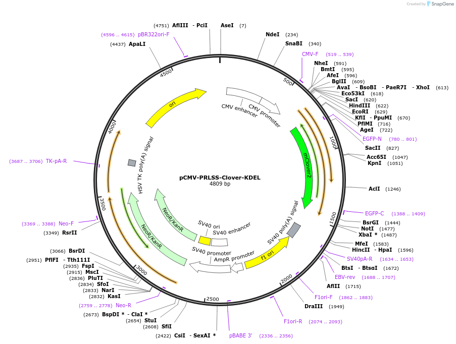 209720-plasmid-map-sequence-id-413175