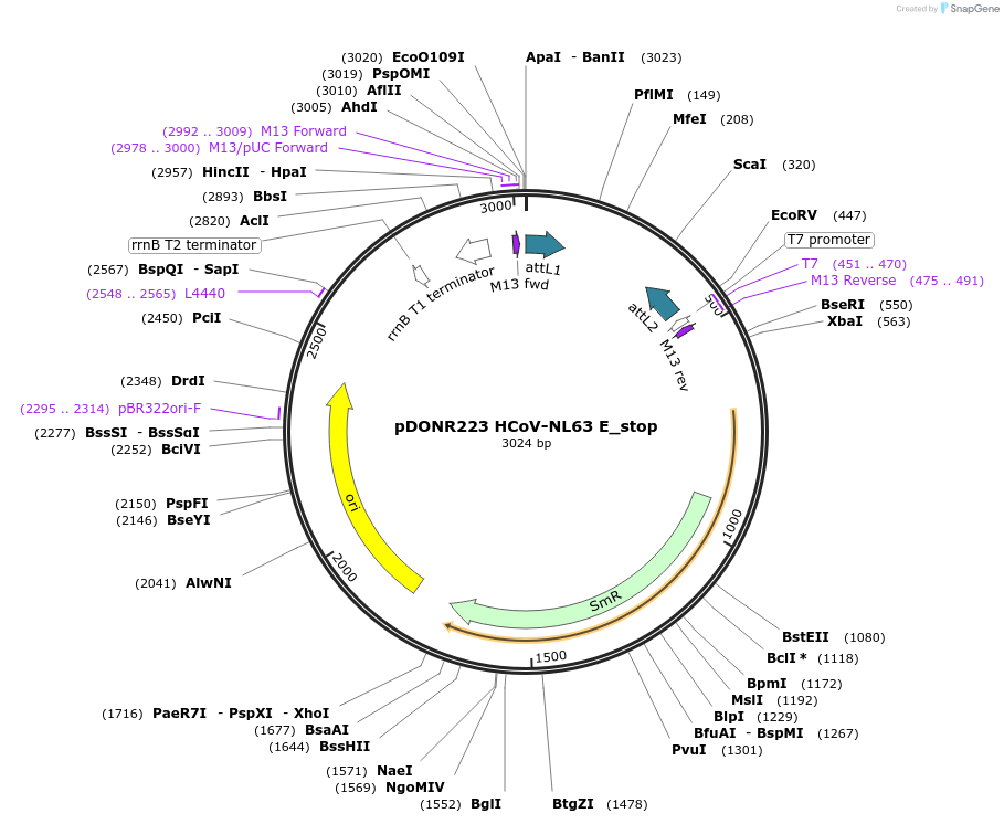 168684-plasmid-map-sequence-id-413176