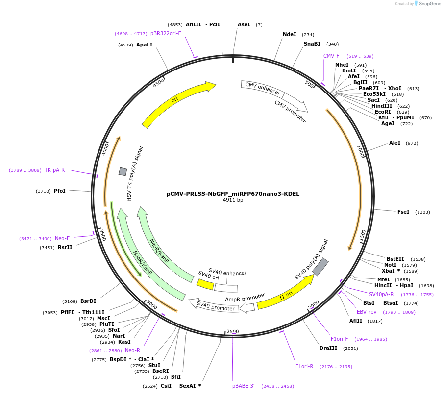 209718-plasmid-map-sequence-id-413177