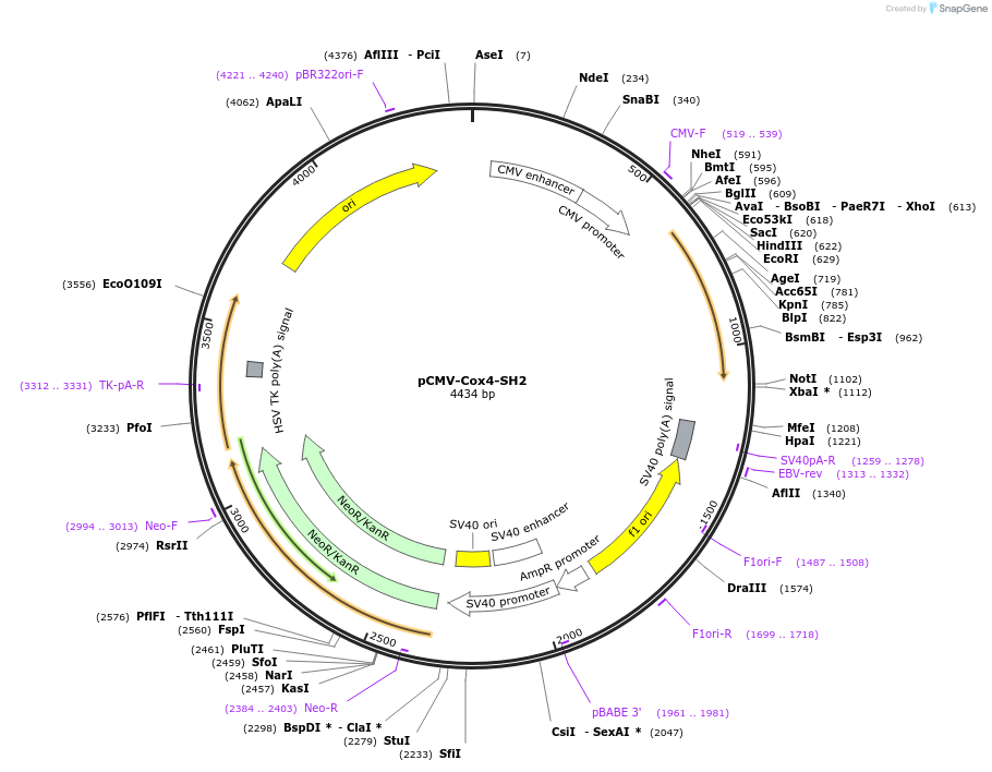 209717-plasmid-map-sequence-id-413179