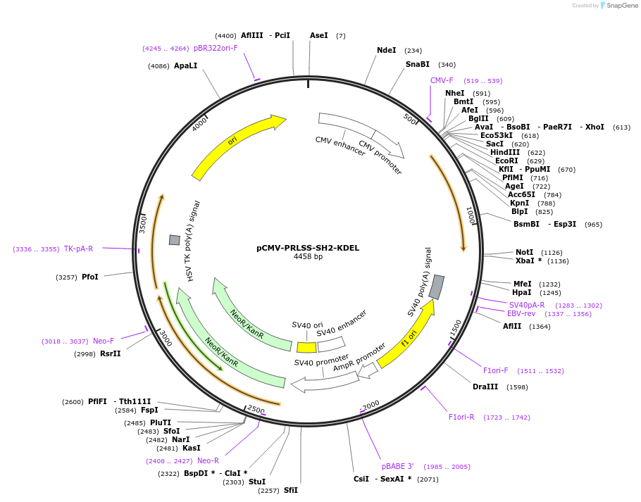 209716-plasmid-map-sequence-id-413180
