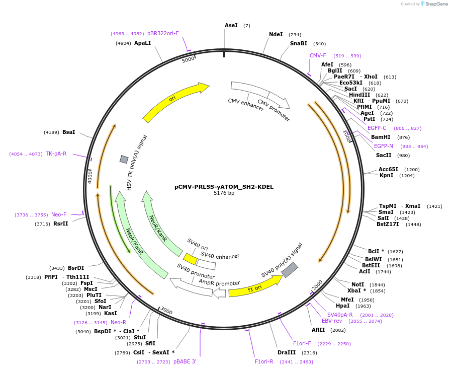 209714-plasmid-map-sequence-id-413182