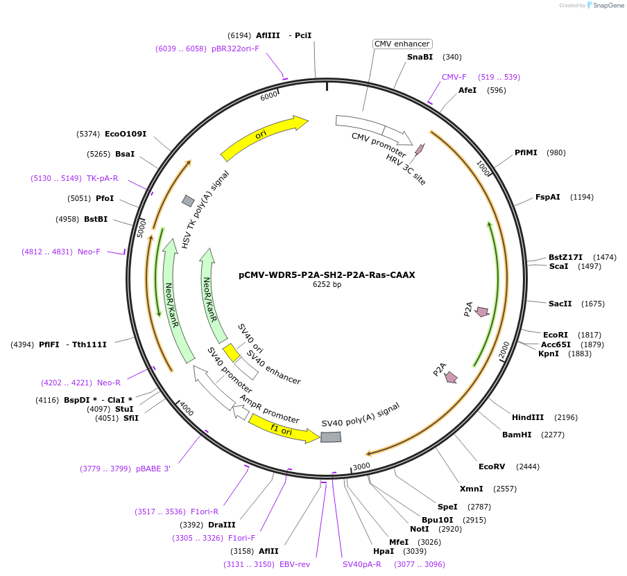 209712-plasmid-map-sequence-id-413183