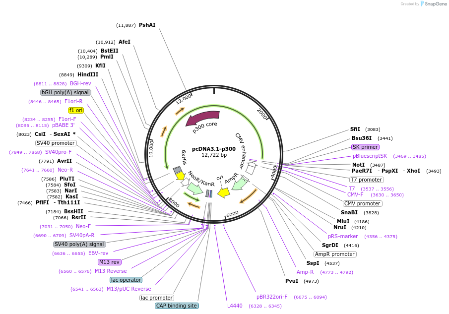 23252-plasmid-map-sequence-id-413184