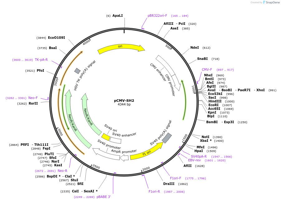 209704-plasmid-map-sequence-id-413185