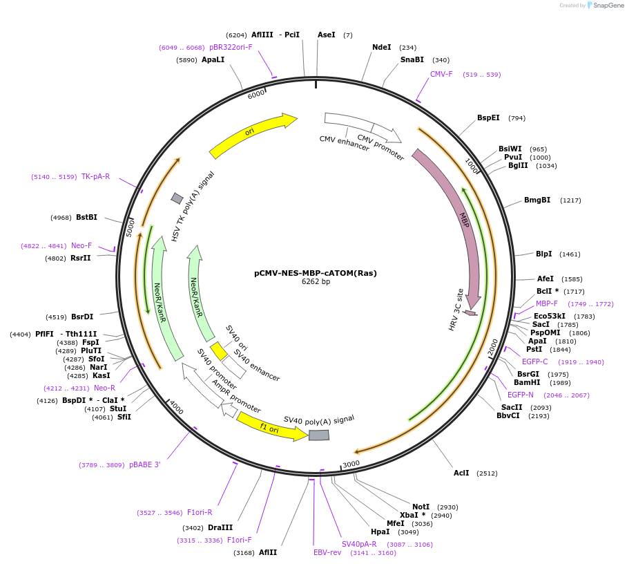 209711-plasmid-map-sequence-id-413186