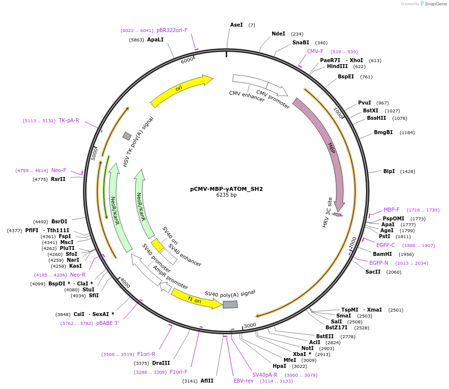 209708-plasmid-map-sequence-id-413187
