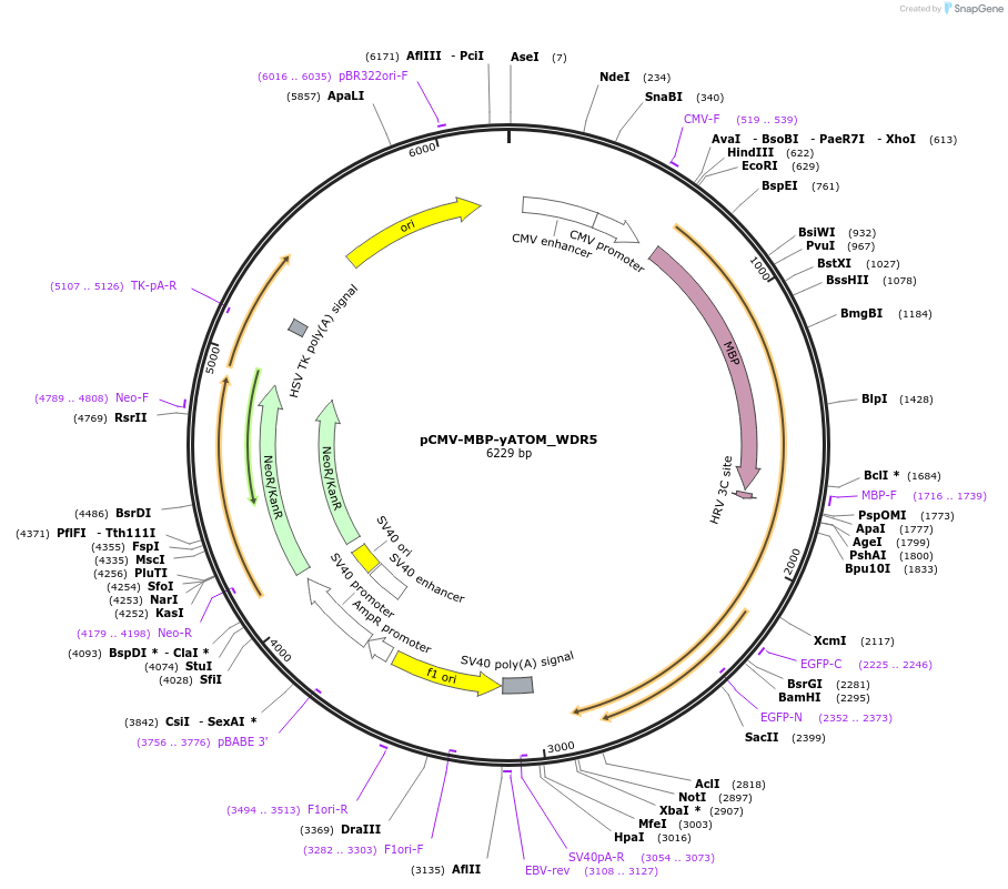 209706-plasmid-map-sequence-id-413188